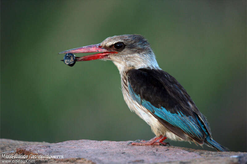 Brown-hooded Kingfisher male adult, feeding habits, eats