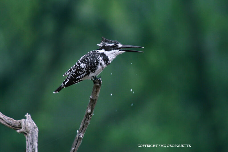 Pied Kingfisher male
