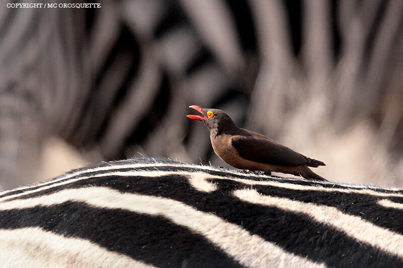 Red-billed Oxpecker