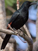 Red-winged Starling