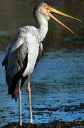 Tantale ibis