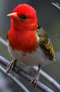 Red-headed Weaver